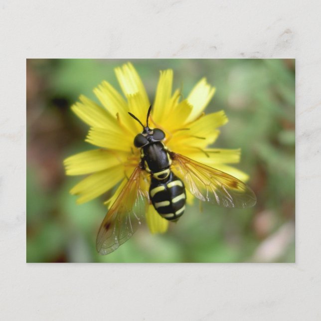 Hoverfly postcard - Chrysotoxum festivum (Front)