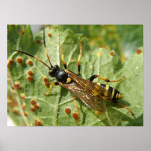 Hoverfly Print