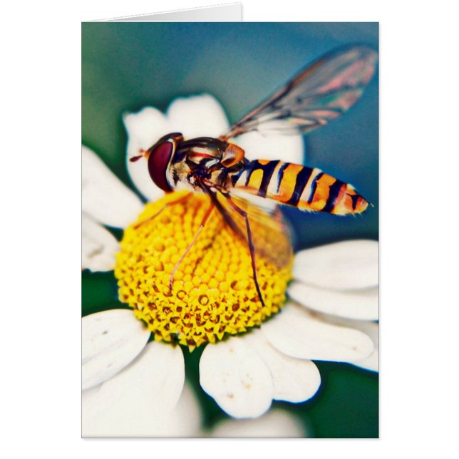 Hoverfly se réveillant (Devant)