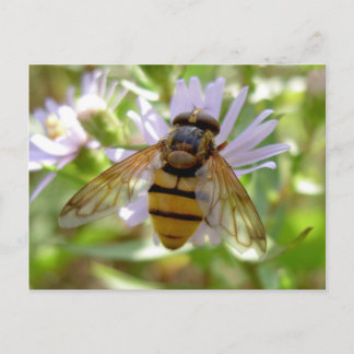 Hoverfly - Volucella inanis Postcard