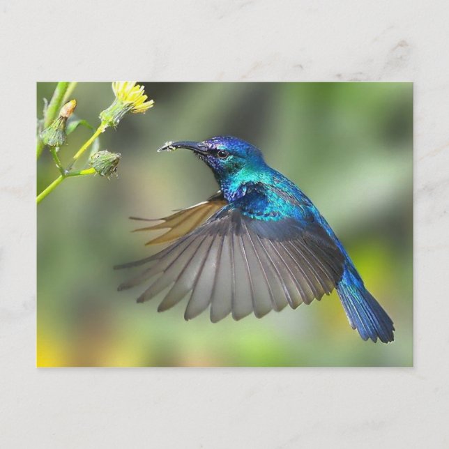Hovering Blue Hummingbird Postcard (Front)