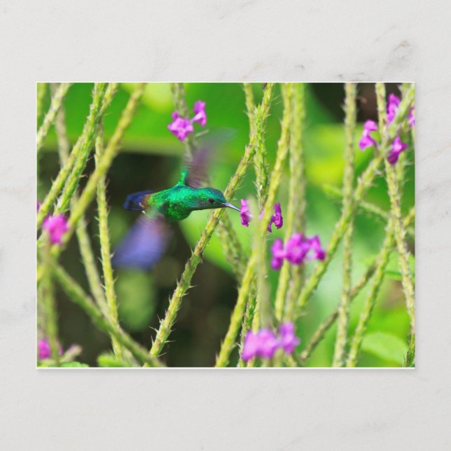 Hovering Hummingbird Blur Postcard (Front)