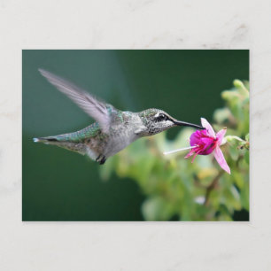 Hovering Hummingbird Postcard