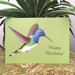 Hovering Jacobin Hummingbird - transp. birthday. Card