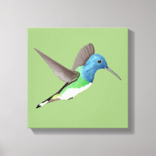 Hovering Jacobin Hummingbird - transparent.    Canvas Print