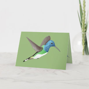 Hovering Jacobin Hummingbird - transparent.  Card