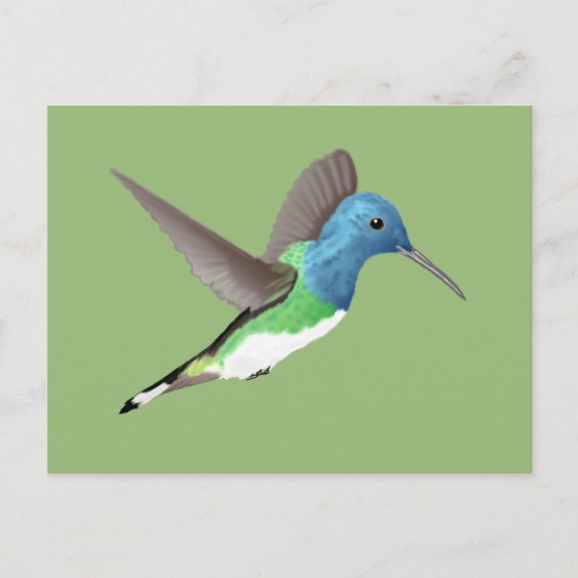 Hovering Jacobin Hummingbird - transparent. Postcard (Front)