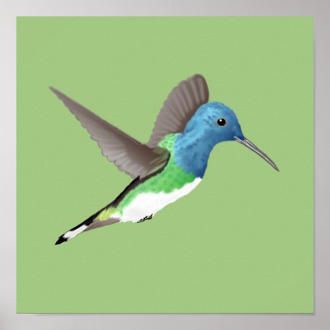 Hovering Jacobin Hummingbird - transparent.   Poster (Front)