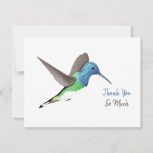 Hovering Jacobin Hummingbird - transparent. Thank  Thank You Card