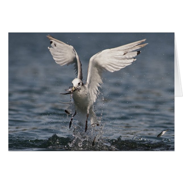 Hovering Kittiwake (Front Horizontal)