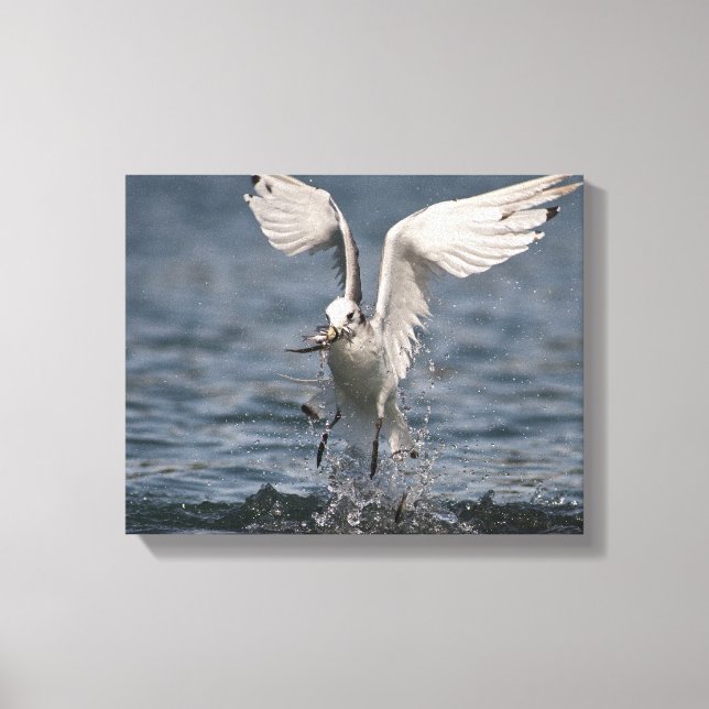 Hovering Kittiwake Canvas Print (Front)
