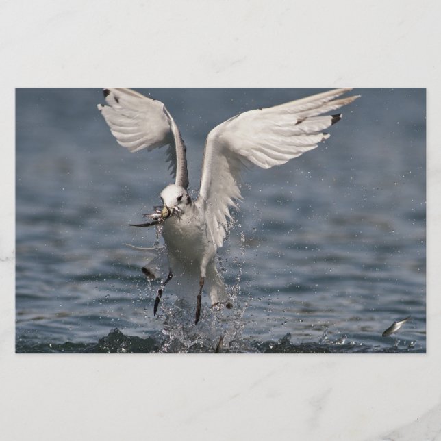 Hovering Kittiwake Stationery (Front)