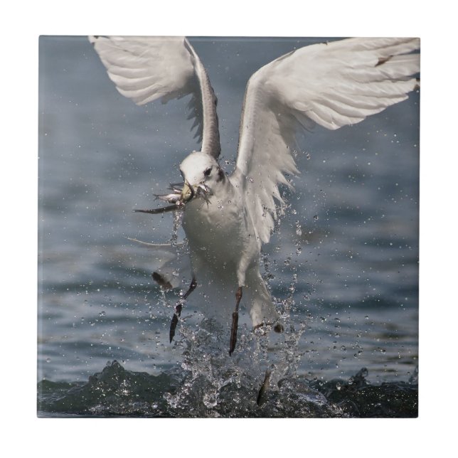 Hovering Kittiwake Tile (Front)