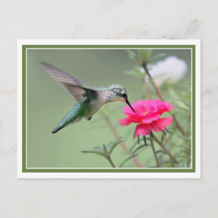 Hovering Lunch Postcard