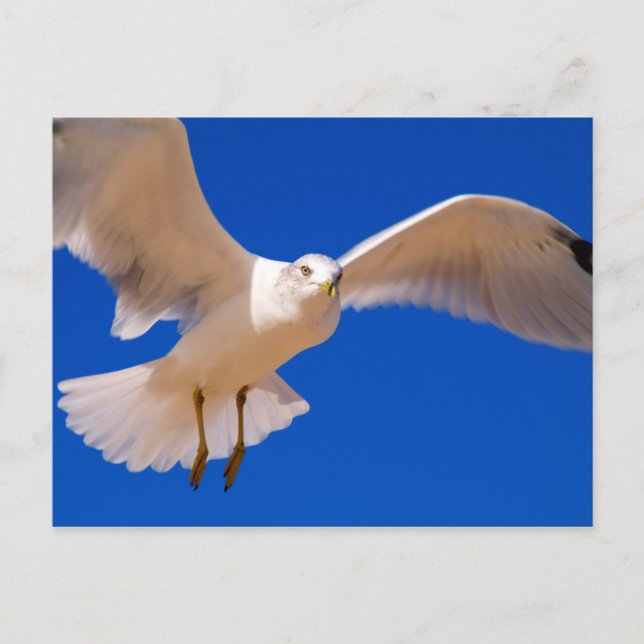 Hovering Postcard (Front)