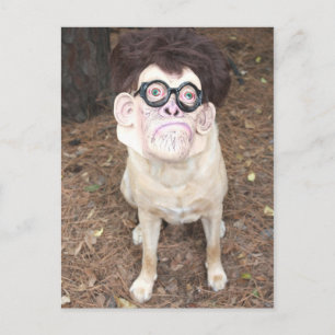 How do you like my costume? postcard