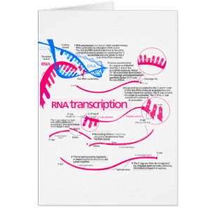 How mRNA is Created in a Nucleus Diagram