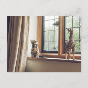 How much is that Kitty in the Window? Postcard