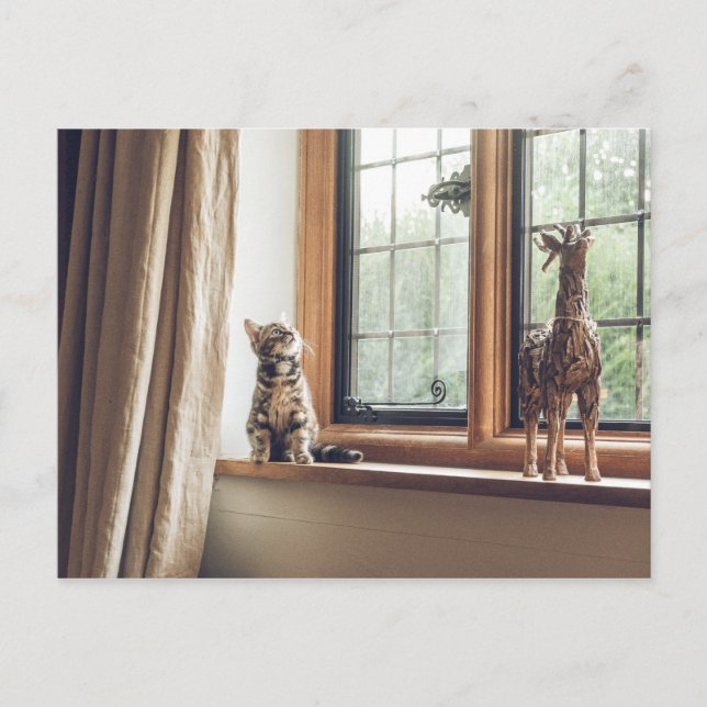 How much is that Kitty in the Window? Postcard (Front)