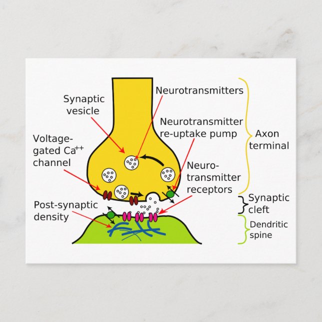 How Nerve Signals Are Sent With Synapses Diagram Postcard (Front)