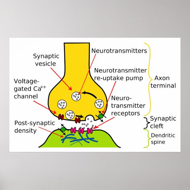 How Nerve Signals Are Sent With Synapses Diagram Poster (Front)