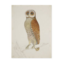 How now Bay Owl?