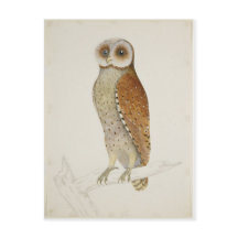 How now Bay Owl?