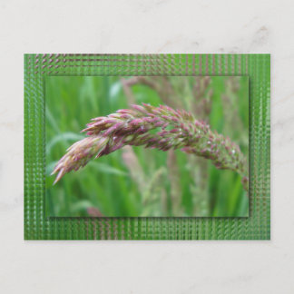 How the Grass Grows Postcard