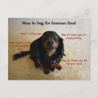 How to beg Funny Dog