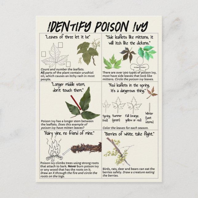 How to Identify Poison Ivy Plants - Hike Safe Postcard (Front)