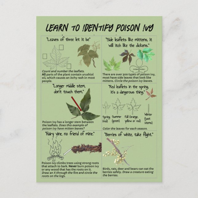 How to Identify Poison Ivy Plants - Hike Safe Postcard (Front)
