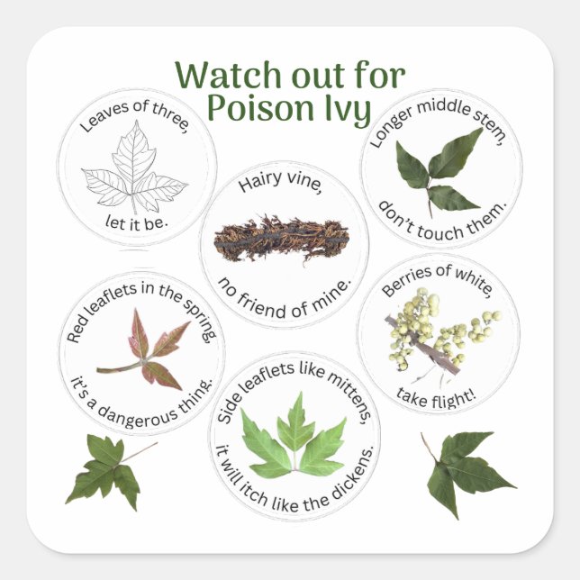 How to Identify Poison Ivy  Square Sticker (Front)