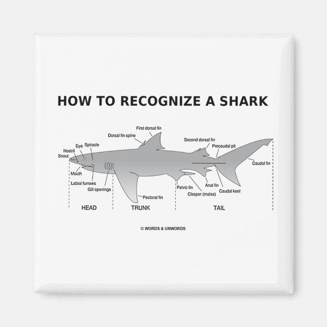 How To Recognize A Shark (Biology Humour) Magnet (Front)