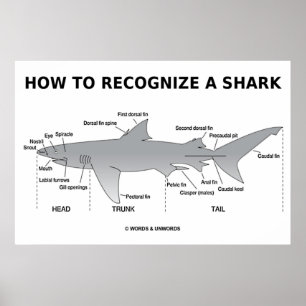 How To Recognize A Shark (Biology Humour) Poster