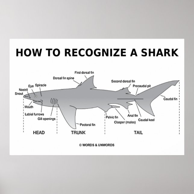 How To Recognize A Shark (Biology Humour) Poster (Front)