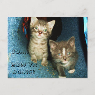 HOW YA DOING, KITTY postcard