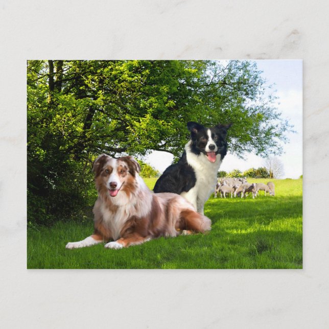 "Howdy & Buckeroo"  Postcard (Front)