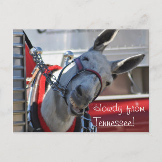 Howdy de la carte postale Tennessee Mule