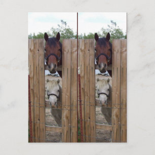Howdy-Howdy Horse Bookmarkers Postcard