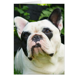 Howgillhounds cards French Bulldog Susan
