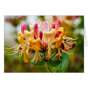 Howgillhounds cards Honeysuckle flower