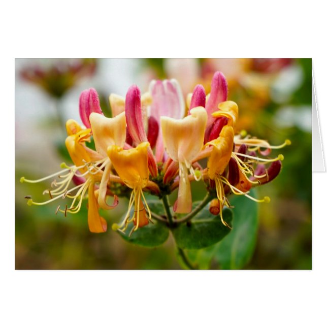 Howgillhounds cards Honeysuckle flower (Front Horizontal)