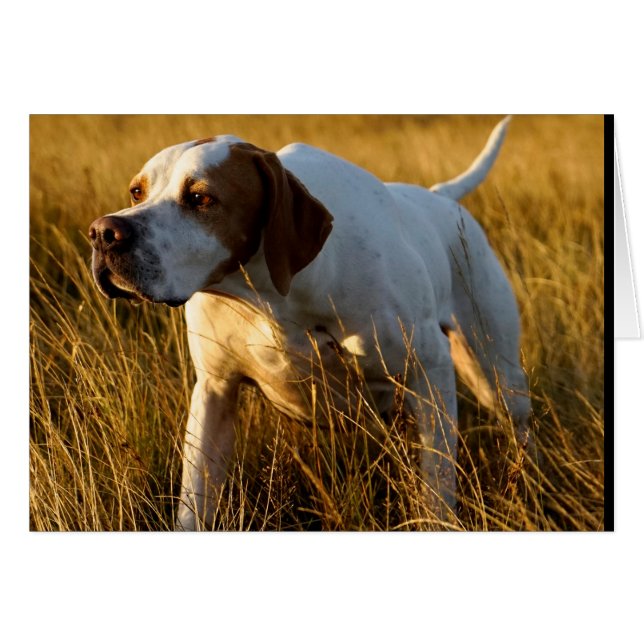 Howgillhounds cards Pointer (Front Horizontal)