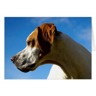 Howgillhounds cards Pointer Head