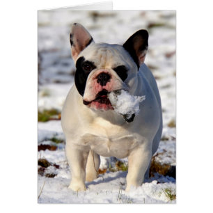 Howgillhounds French Bulldog Susan