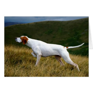 Howgillhounds Pointer working