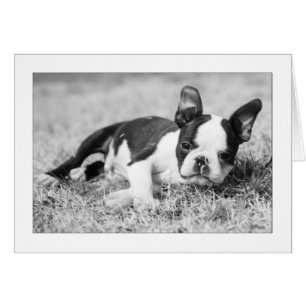Howie dans l'herbe