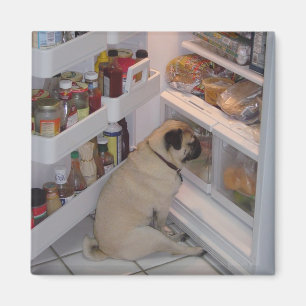 Howie Pee Pugpants Magnet