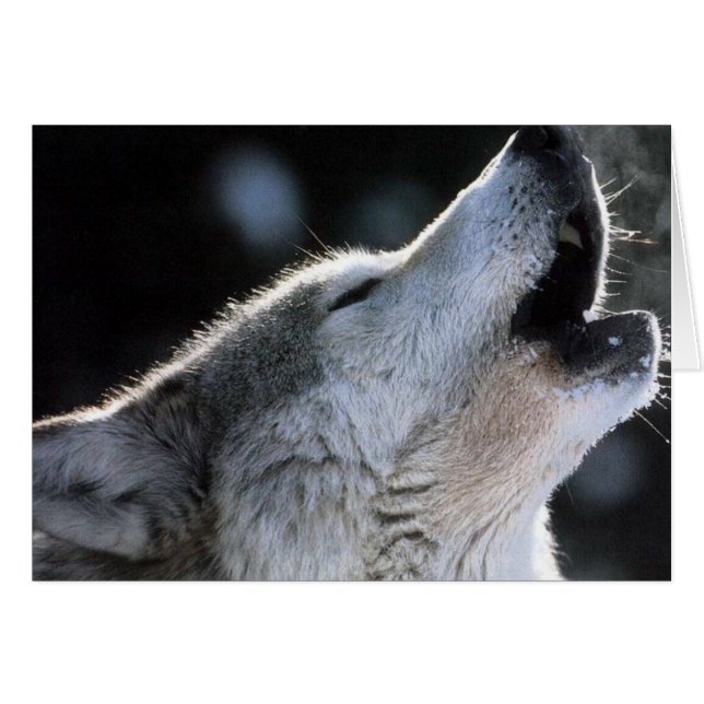 howl (Front Horizontal)