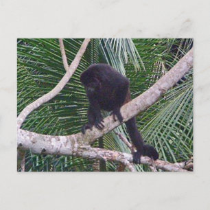 Howler Monkey and Baby Monkey in Costa Rica Jungle Postcard